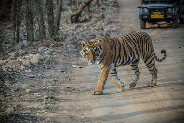 2 night Ranthambore - 1 night Jaipurfxjfd